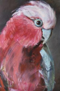 Galah