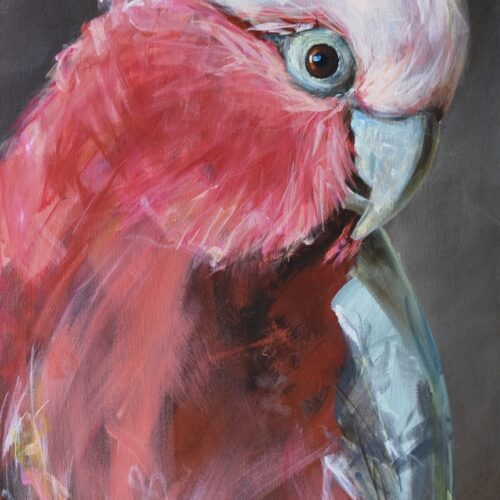 Galah