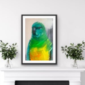 Pat – Red-rumped Parrot