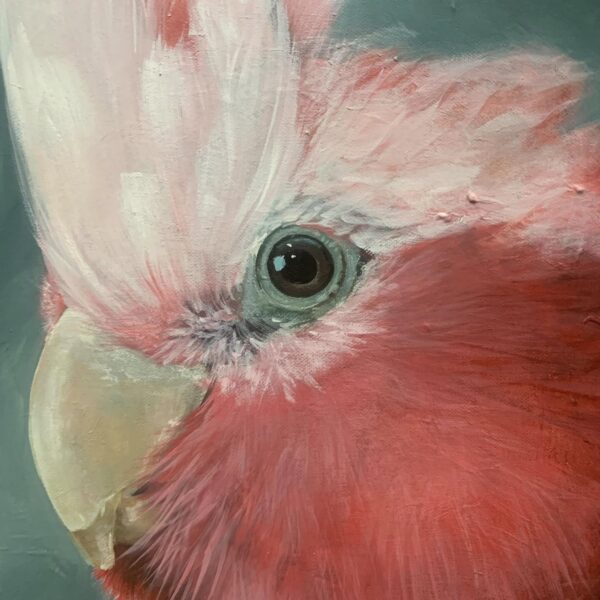 Galah - Image 3