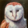 Barn Owl