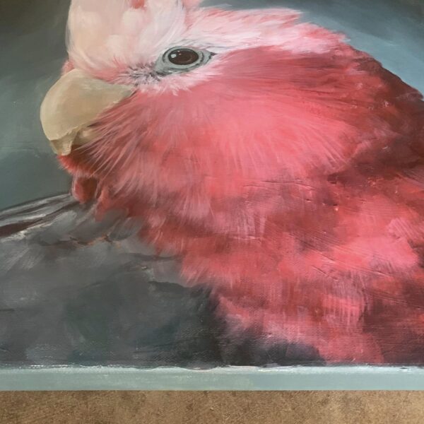 Galah - Image 4