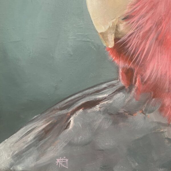 Galah - Image 6