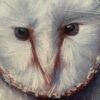 Barn Owl - Image 4