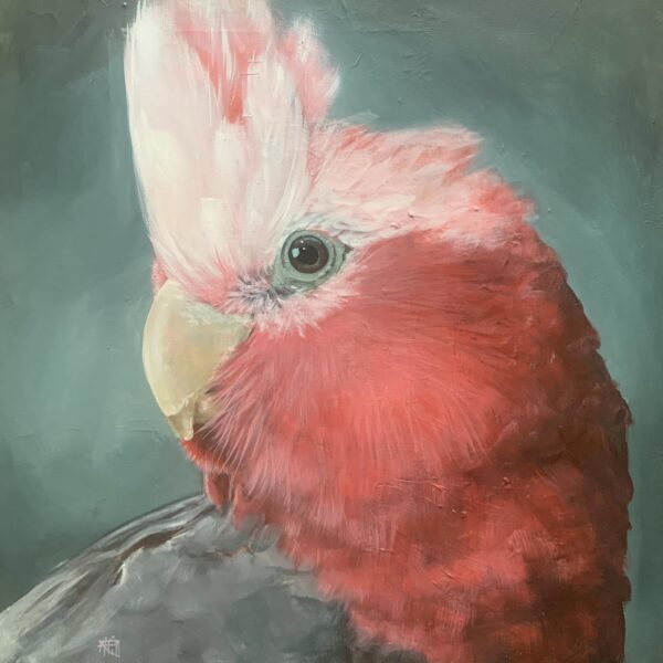 Galah