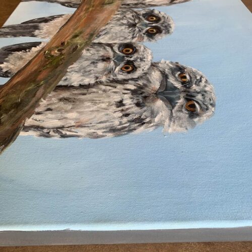 Tawny Family