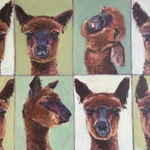 Cheeky Alpaca