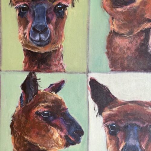 Cheeky Alpaca